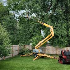 Best Root Management and Removal  in Belville, NC